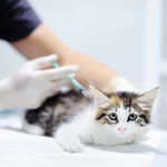 猫の予防接種