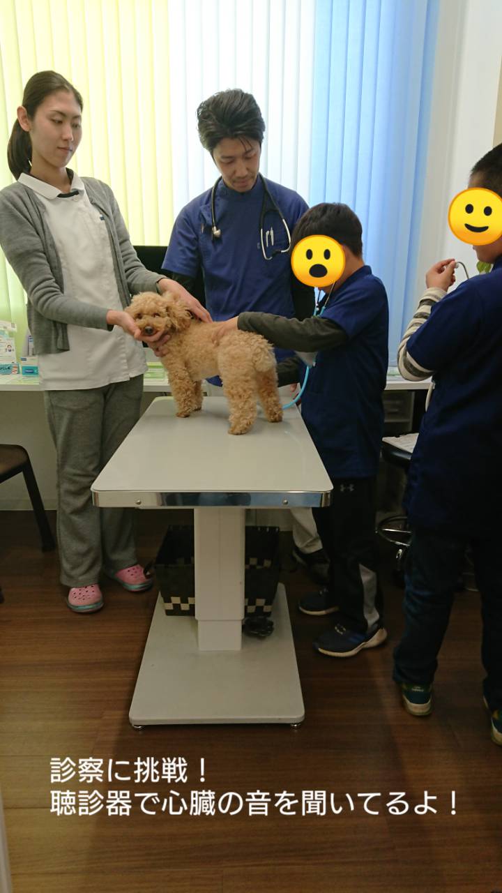 こども獣医さん体験会｜兵庫みなと動物病院｜神戸市