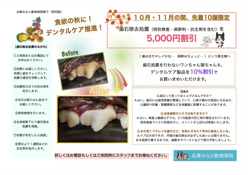 兵庫みなと動物病院の「食欲の秋に♪ デンタル強化月間のお知らせ 🦷🍂」画像