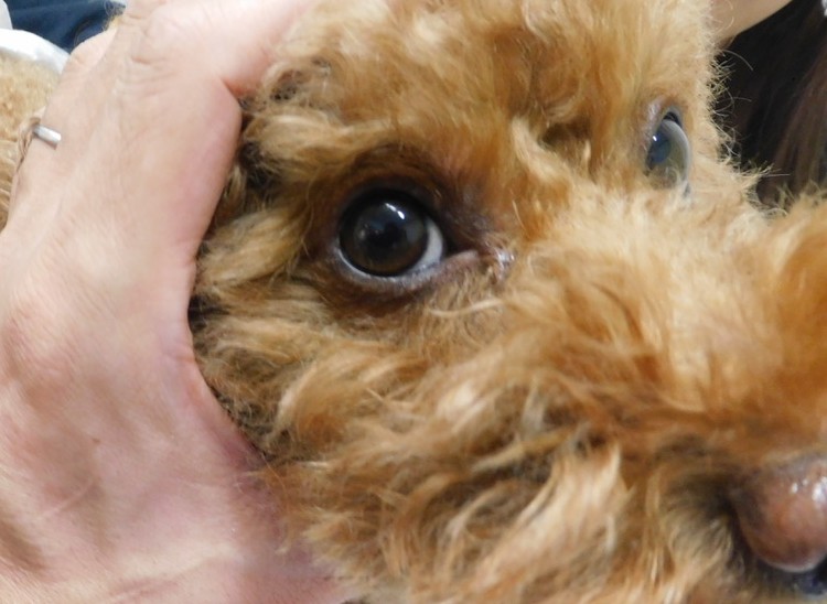 兵庫みなと動物病院の「「まぶたの腫れ」は食物アレルギーのサイン? — トイプードルで見つかった“遅発型”アレルギーの一例」画像