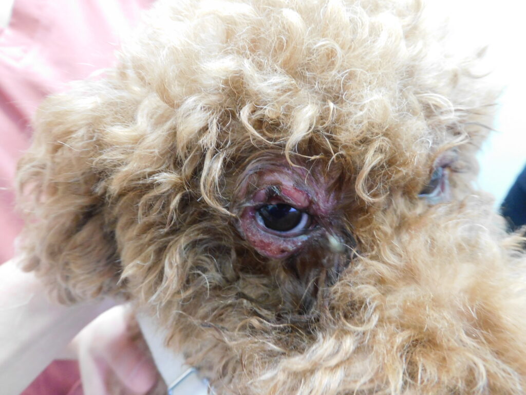 兵庫みなと動物病院の「「まぶたの腫れ」は食物アレルギーのサイン? — トイプードルで見つかった“遅発型”アレルギーの一例」画像