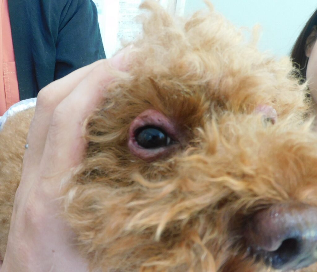 兵庫みなと動物病院の「「まぶたの腫れ」は食物アレルギーのサイン? — トイプードルで見つかった“遅発型”アレルギーの一例」画像
