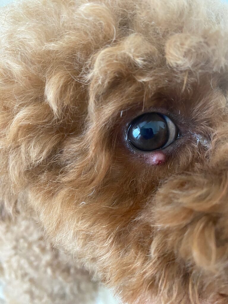 兵庫みなと動物病院の「「まぶたの腫れ」は食物アレルギーのサイン? — トイプードルで見つかった“遅発型”アレルギーの一例」画像
