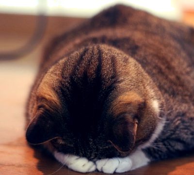 兵庫みなと動物病院NEWS